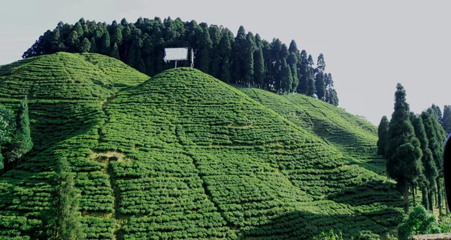 Tea gardens on a hillside in Darjeeling