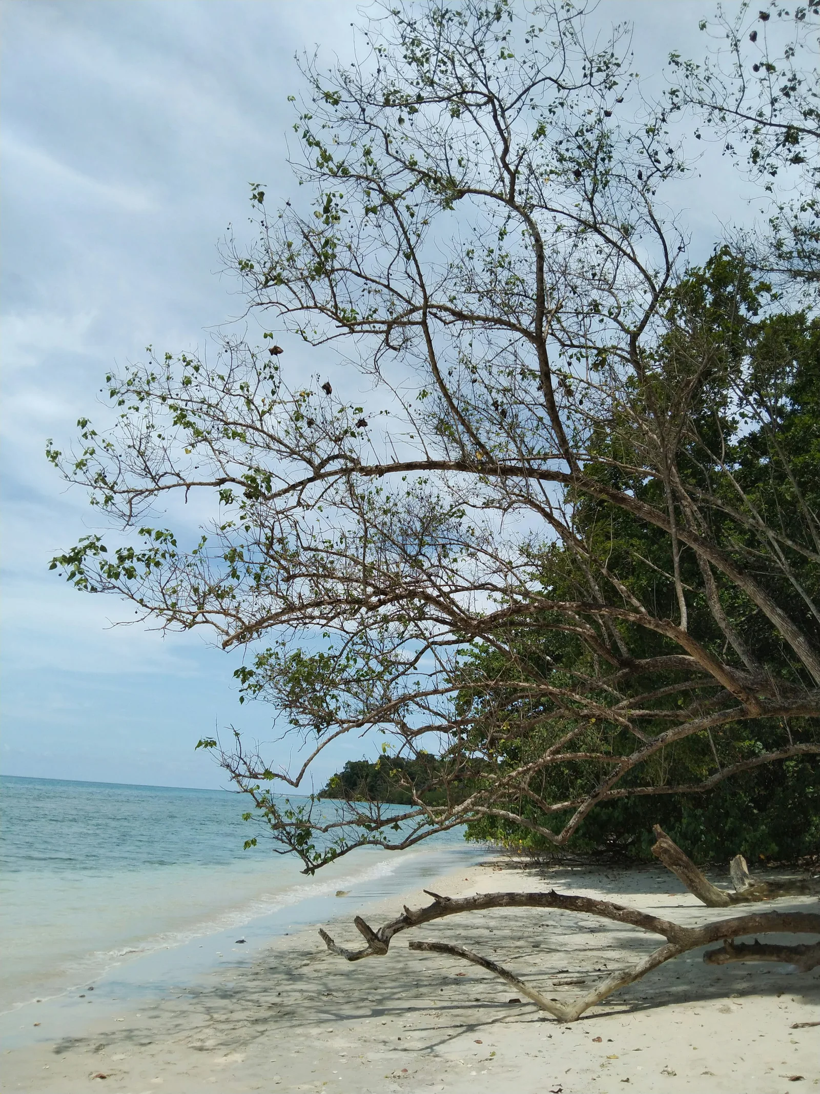 Tree-lined beach on Havelock Island