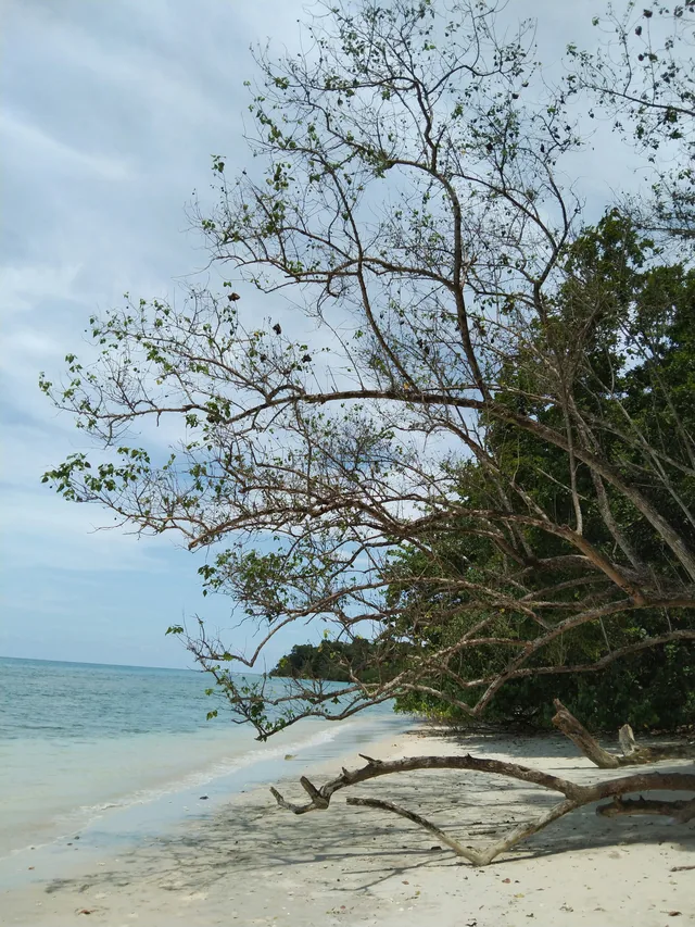 Tree-lined beach on Havelock Island