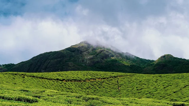 Tea plantations and hills near Munnar