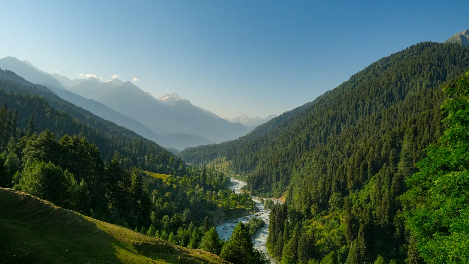River and pine forests in Pahalgam