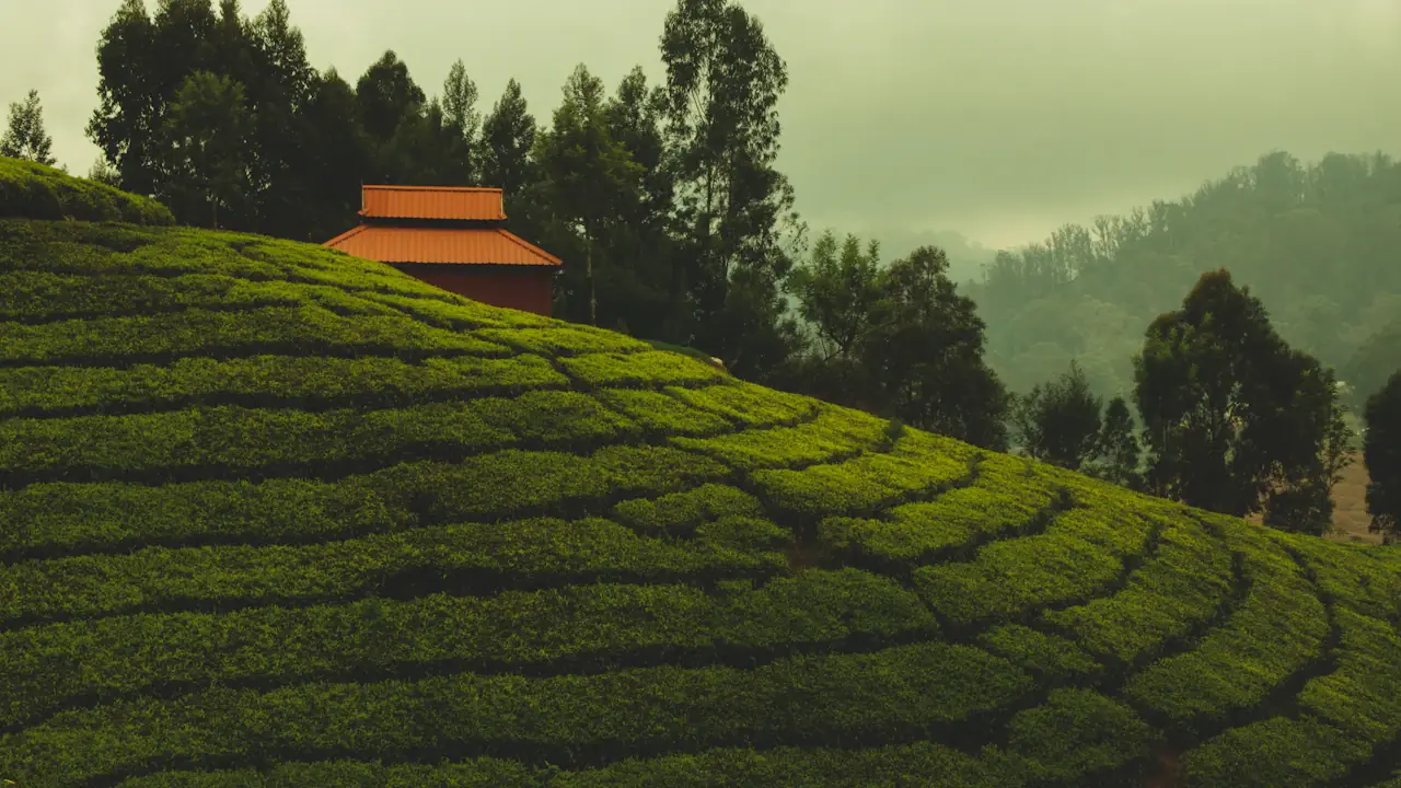 Tea plantations in Ooty
