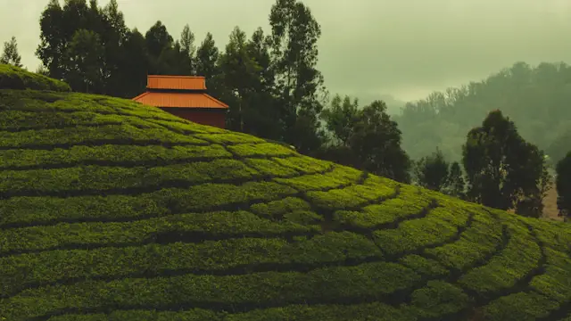 Tea plantations in Ooty